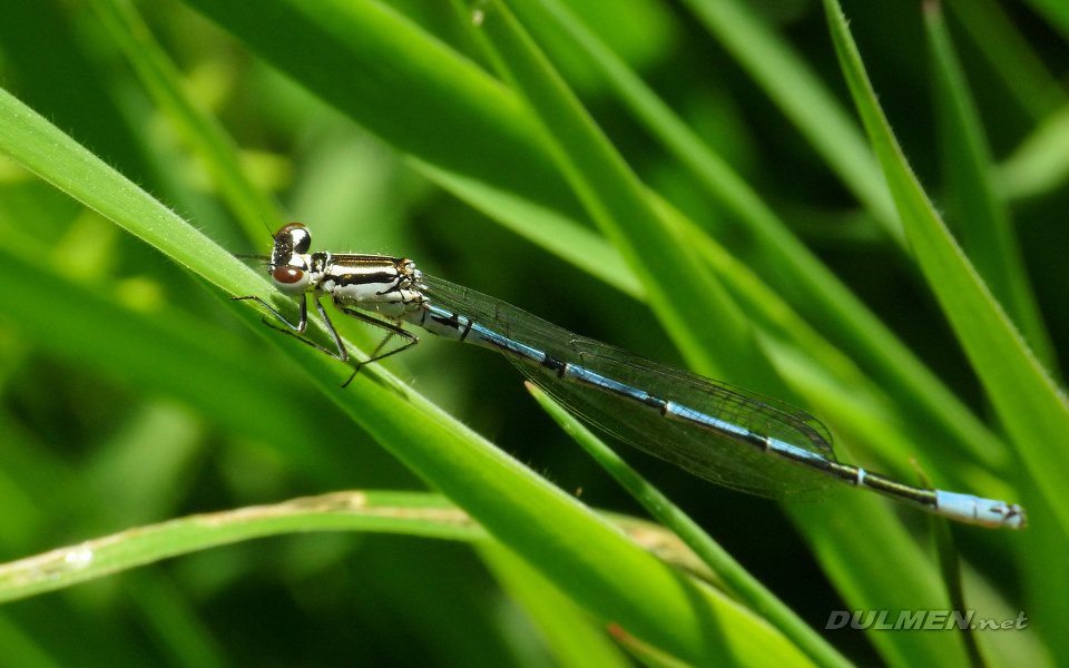 Azure Bluet (Young Male, Coenagrion puella)